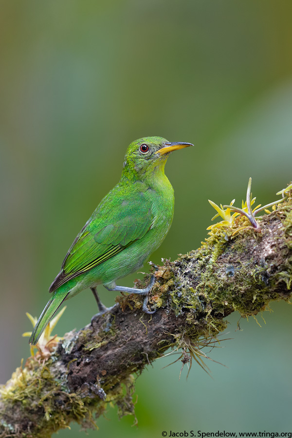 Green Honeycreeper