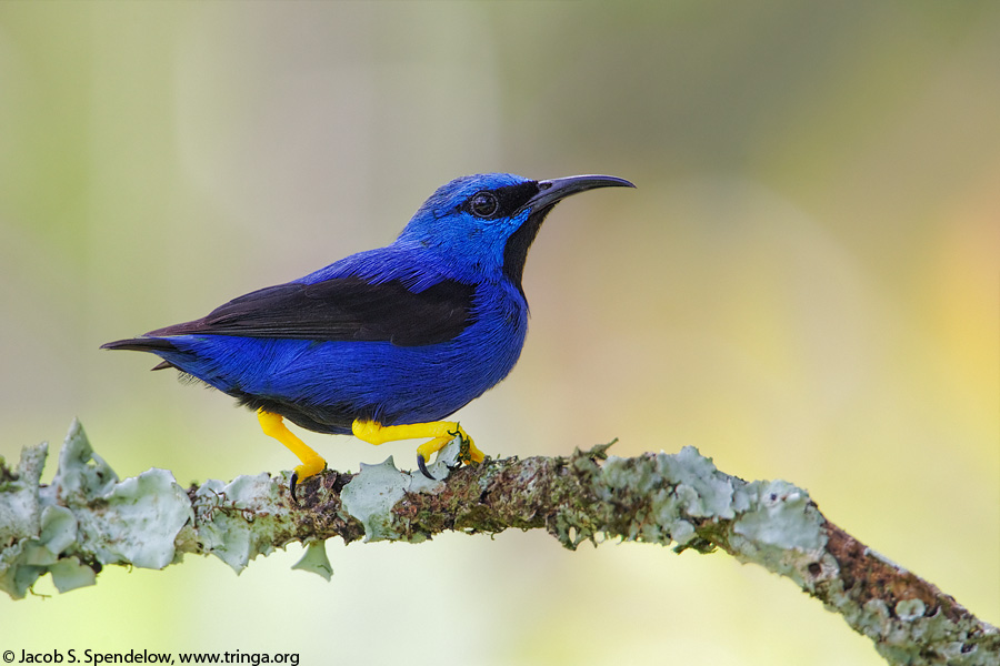 Shining Honeycreeper