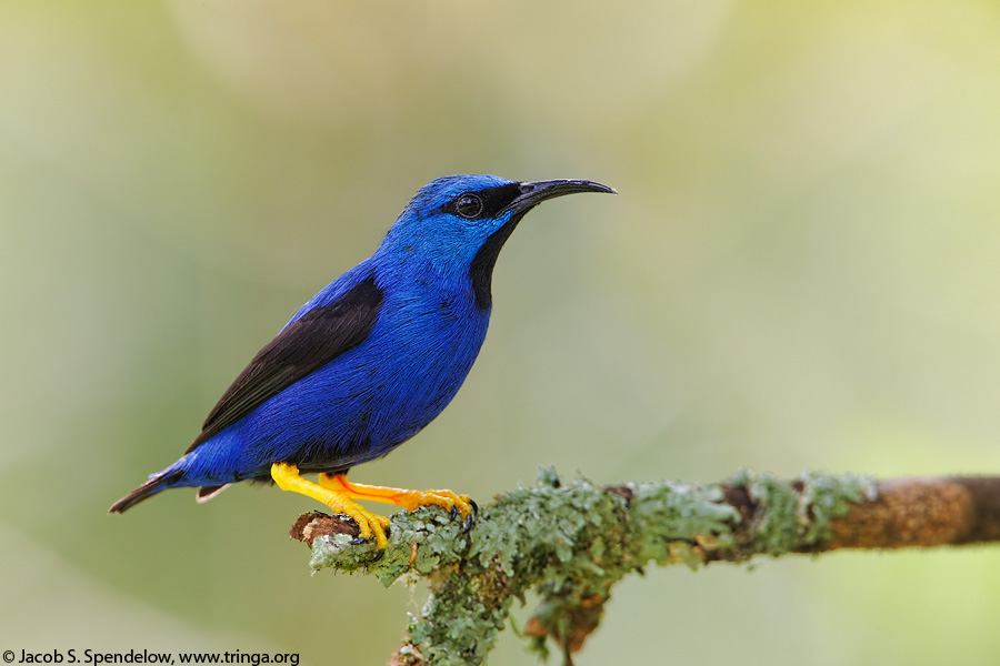 Shining Honeycreeper