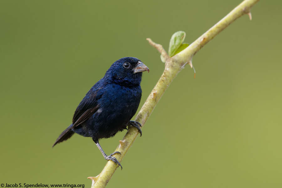 Blue-black Grassquit