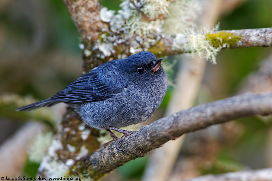 Slaty Flowerpiercer