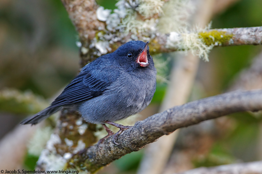 Slaty Flowerpiercer