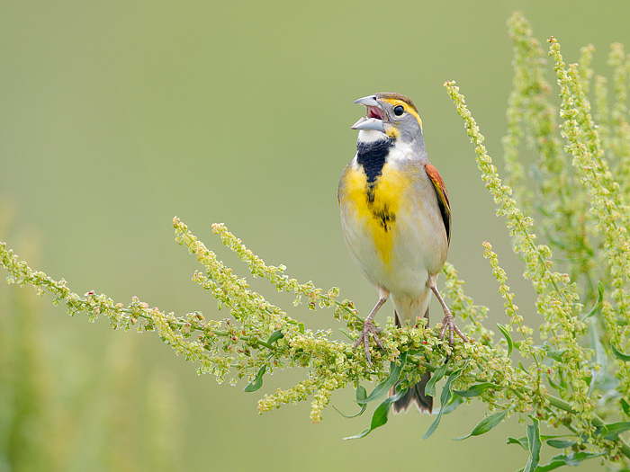 Dickcissel