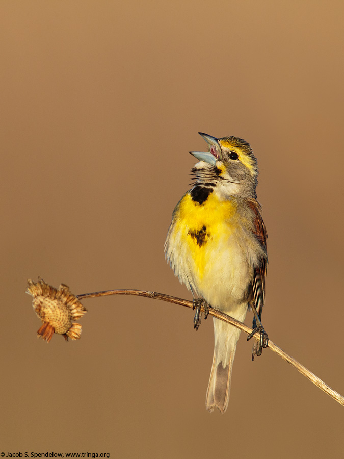 Dickcissel