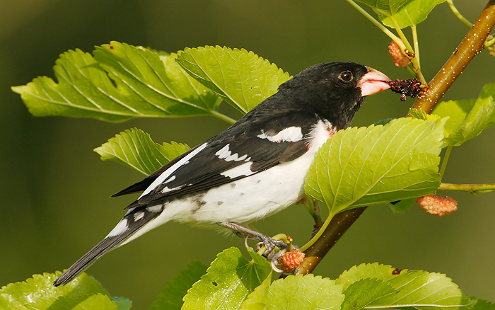 Rose-breasted Grosbeak