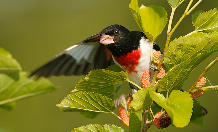 Rose-breasted Grosbeak