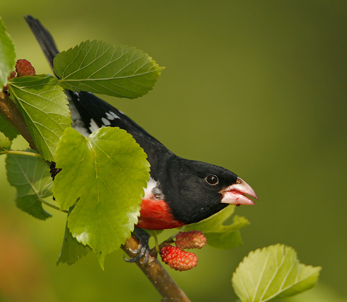 Rose-breasted Grosbeak