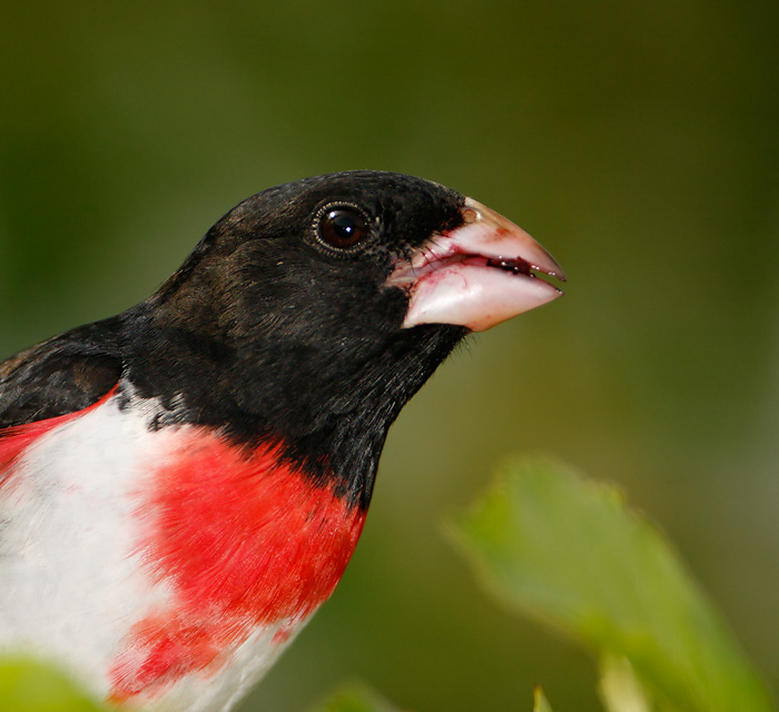 Rose-breasted Grosbeak