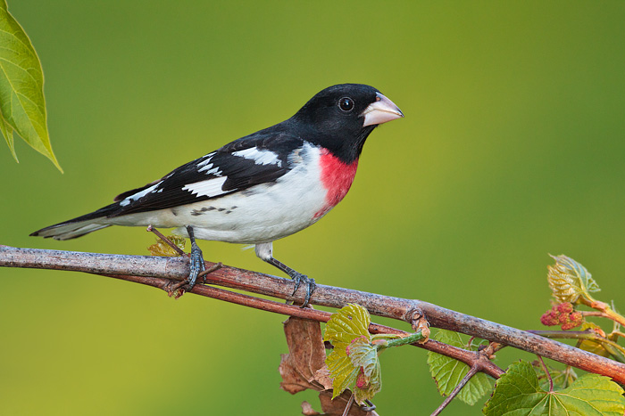 9624_Rose-breasted_Grosbeak_05-11-2012_3