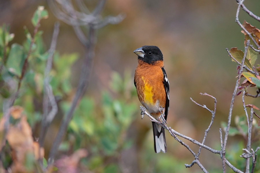 Black-headed Grosbeak