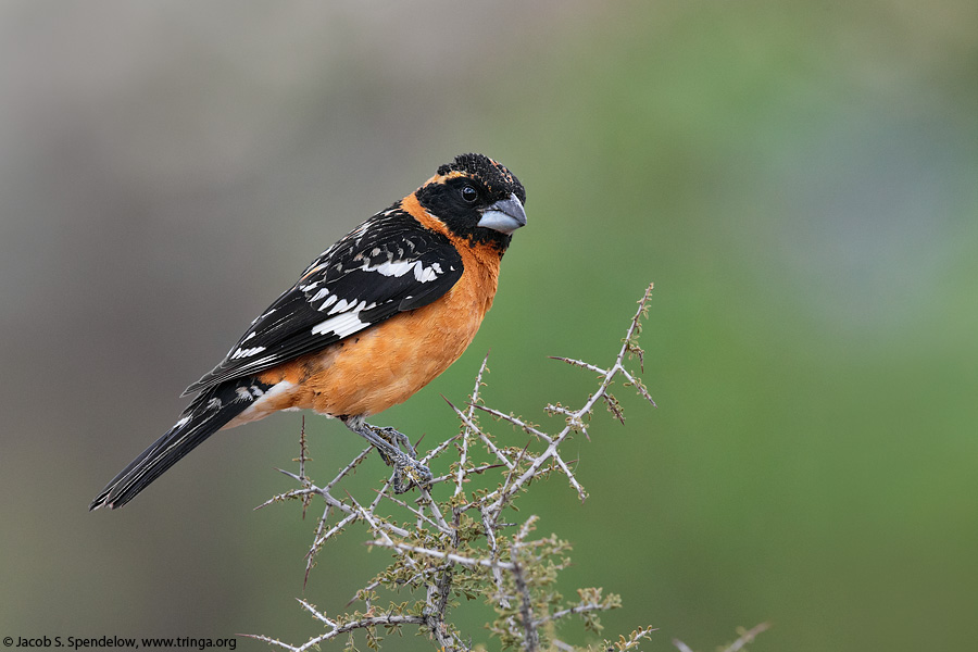 Black-headed Grosbeak