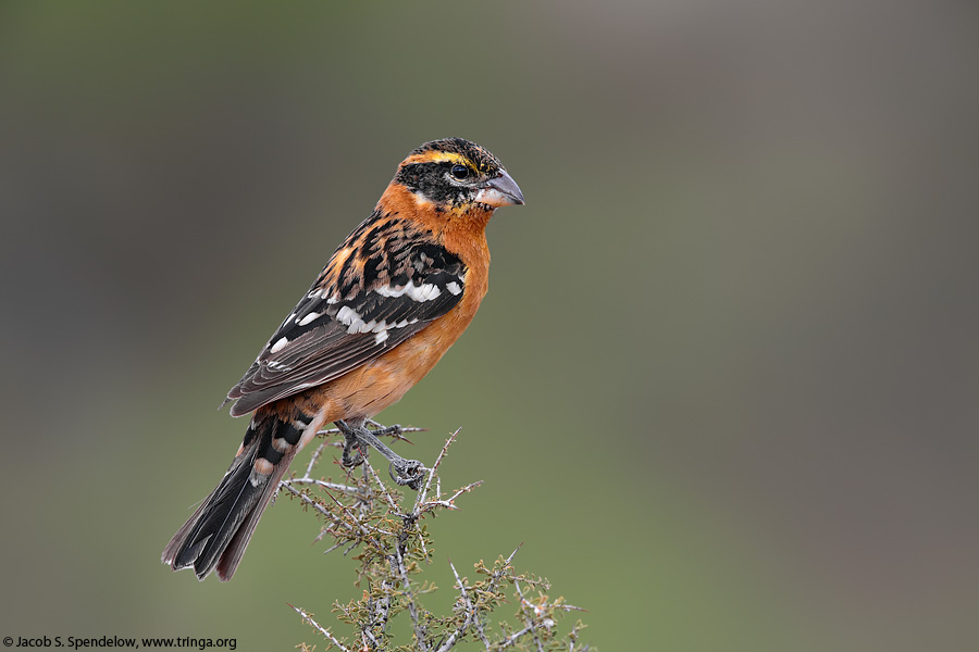 Black-headed Grosbeak