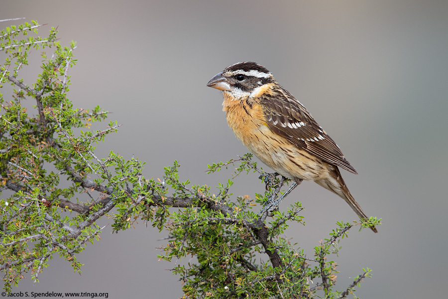 Black-headed Grosbeak