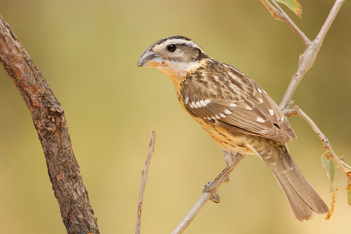 Black-headed Grosbeak