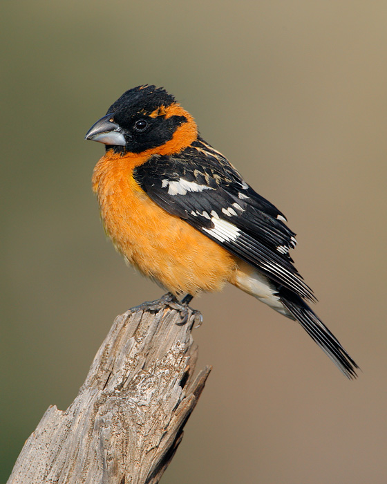 Black-headed Grosbeak