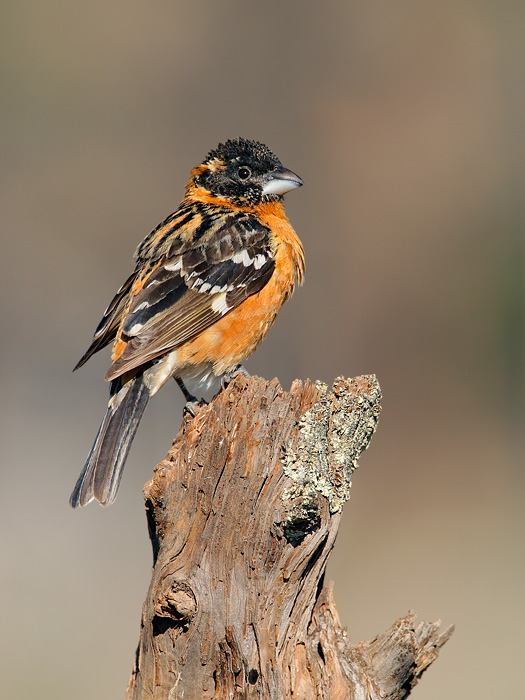 Black-headed Grosbeak