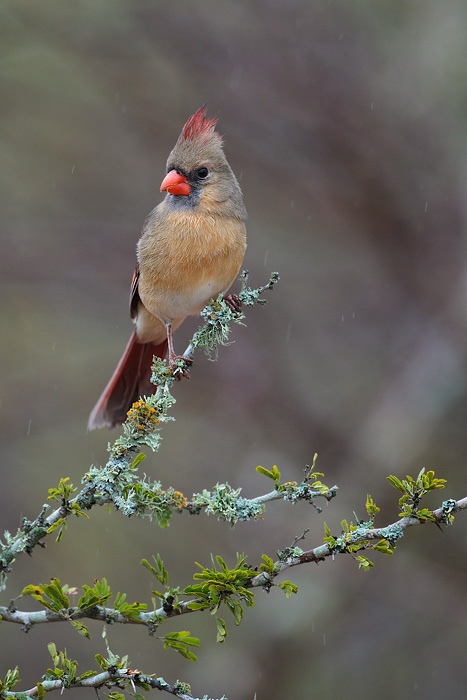 Northern Cardinal