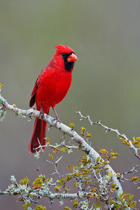 Northern Cardinal