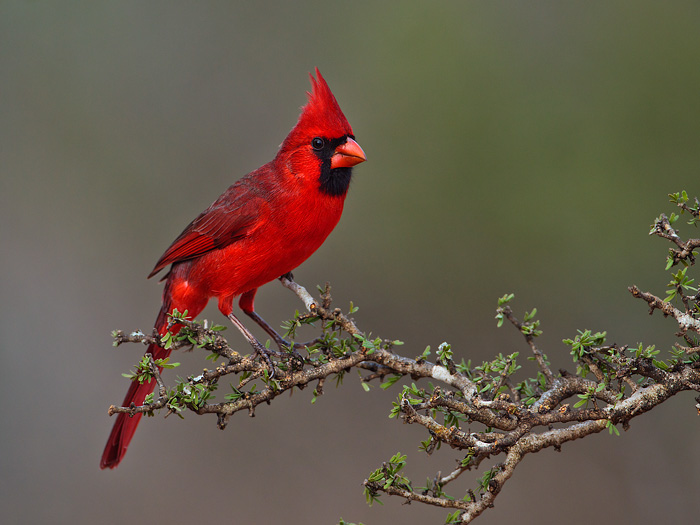 Northern Cardinal