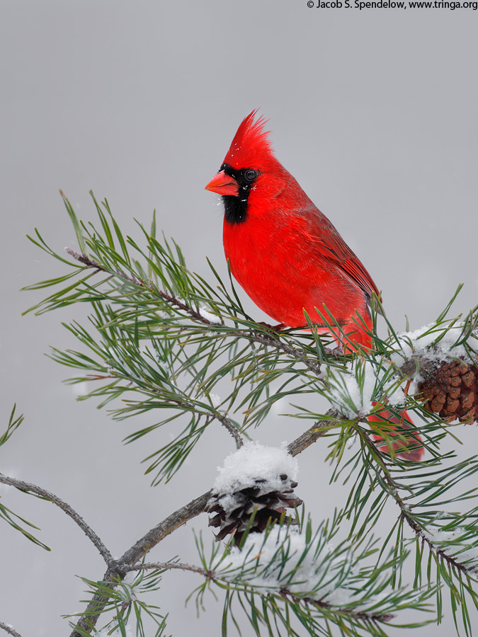 Northern Cardinal