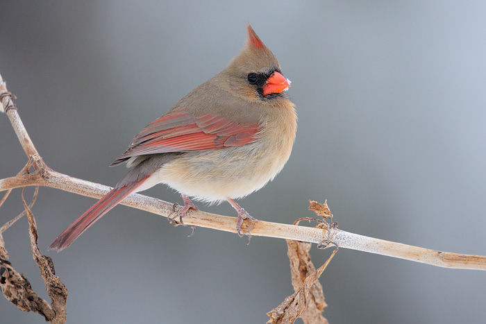 Northern Cardinal