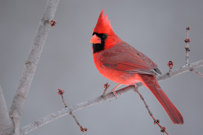 Northern Cardinal