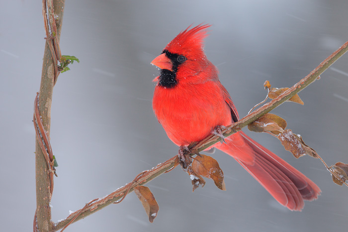 Northern Cardinal