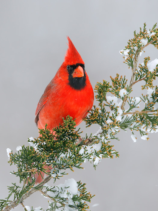 Northern Cardinal