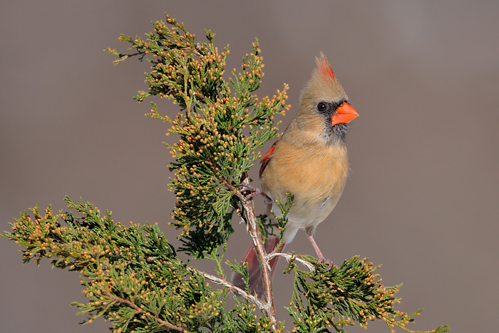 Northern Cardinal