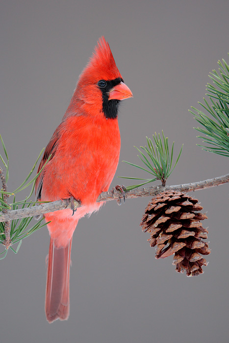 Northern Cardinal