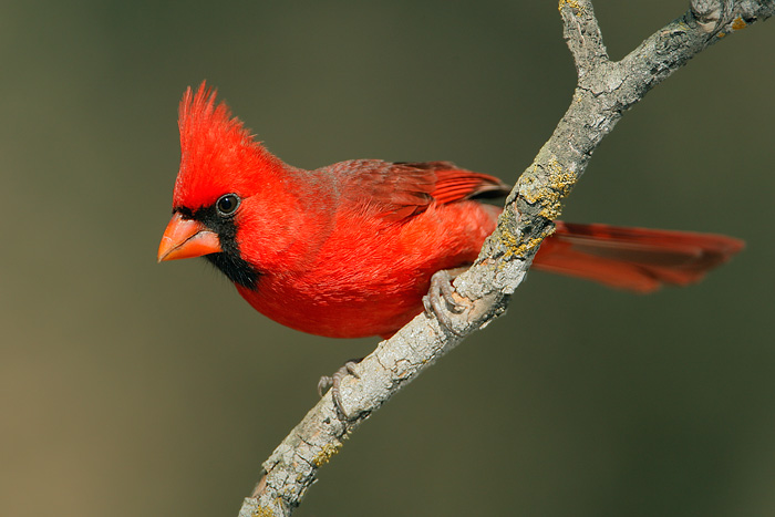 Northern Cardinal