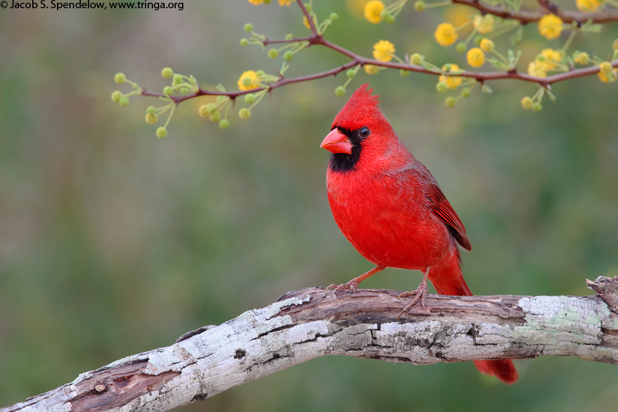 Northern Cardinal