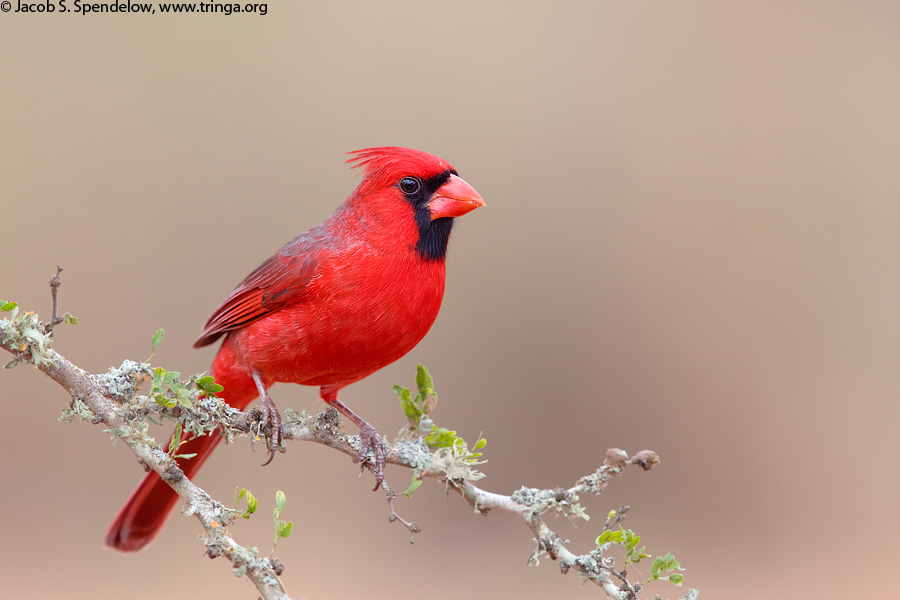 Northern Cardinal