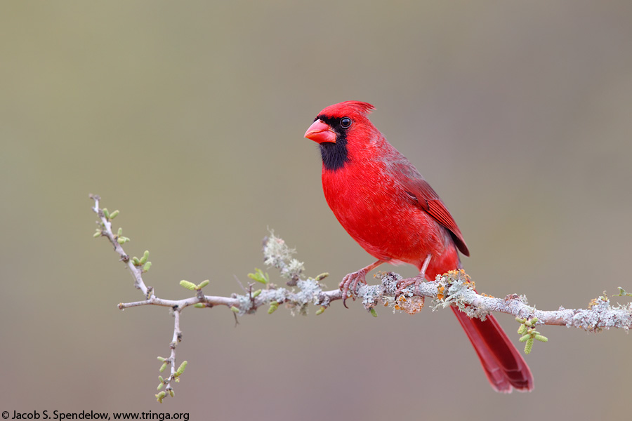 Northern Cardinal