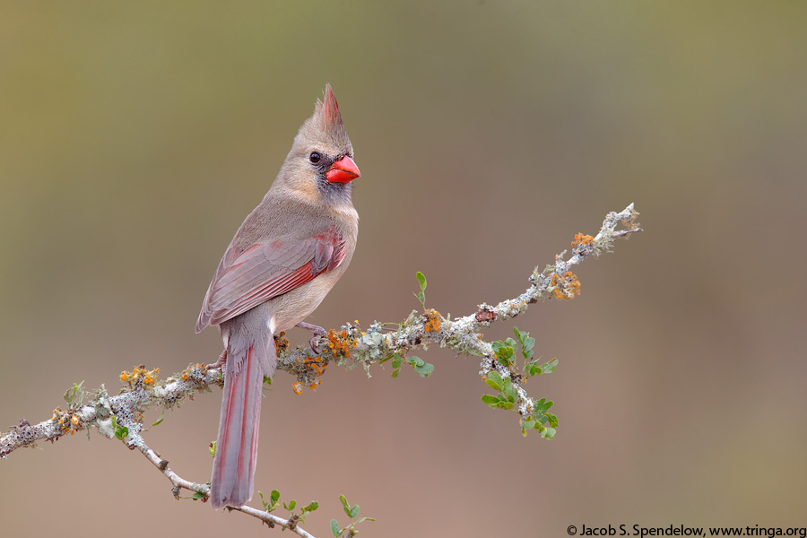 Northern Cardinal