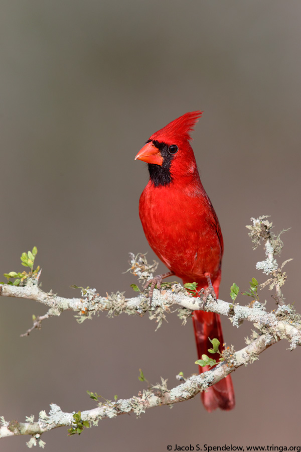 Northern Cardinal