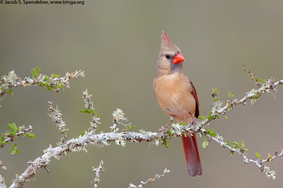 Northern Cardinal