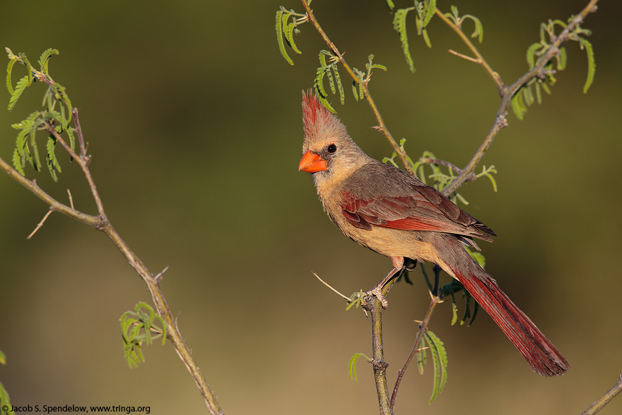 Northern Cardinal