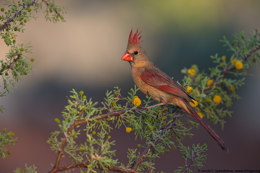 Northern Cardinal