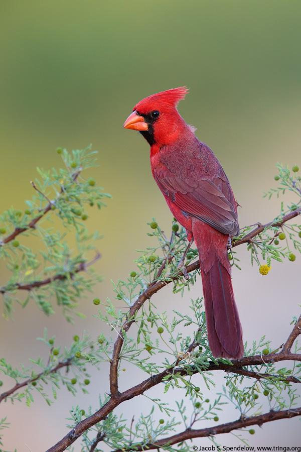 Northern Cardinal