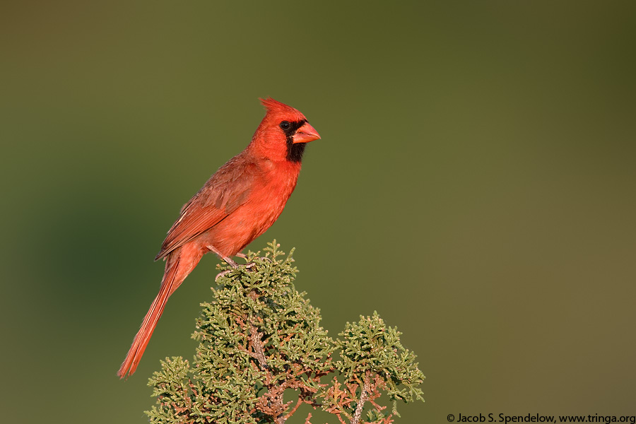 Northern Cardinal