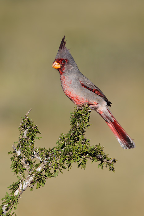 Pyrrhuloxia