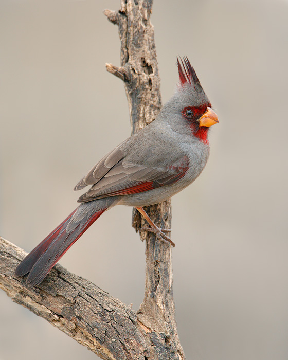 Pyrrhuloxia