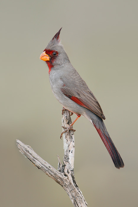 Pyrrhuloxia