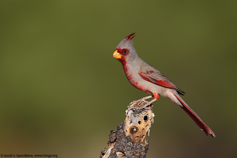 Pyrrhuloxia