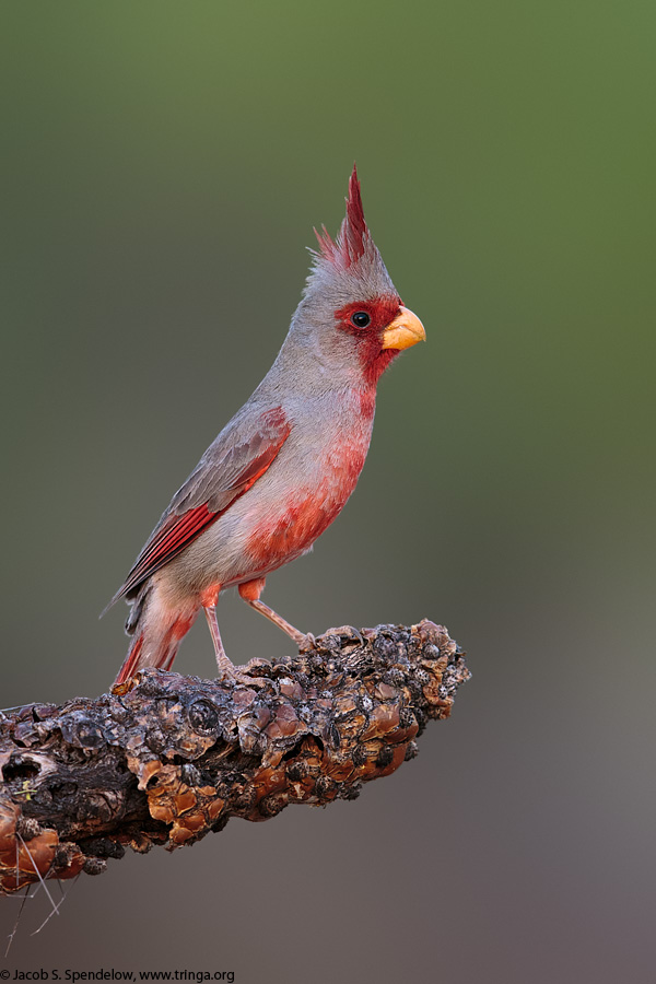 Pyrrhuloxia