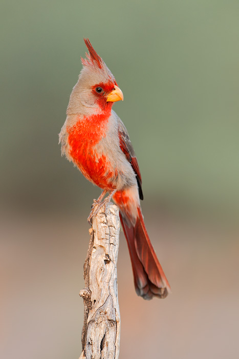 Pyrrhuloxia