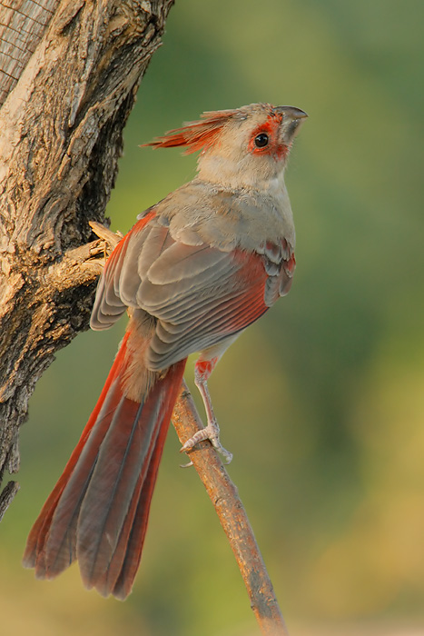 Pyrrhuloxia