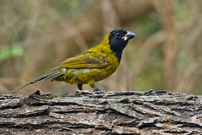 Crimson-collared Grosbeak