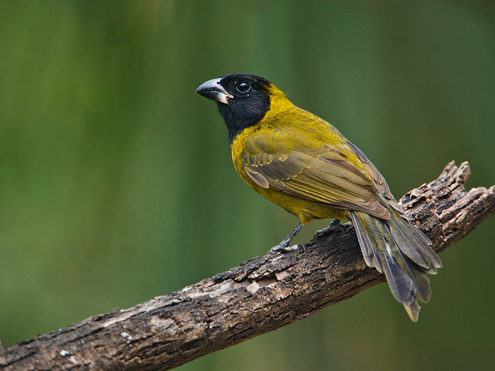 Crimson-collared Grosbeak